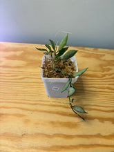 Load image into Gallery viewer, 159. Hoya Lacunosa