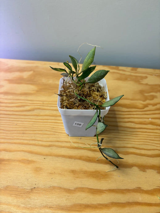 159. Hoya Lacunosa