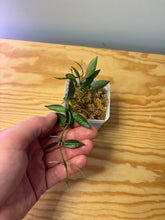 Load image into Gallery viewer, 159. Hoya Lacunosa
