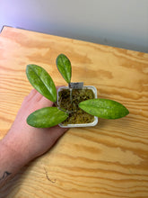 Load image into Gallery viewer, 160. Hoya Blessing