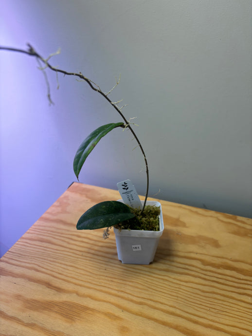 161. Hoya Forbesii Splash