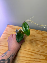 Load image into Gallery viewer, 161. Hoya Forbesii Splash