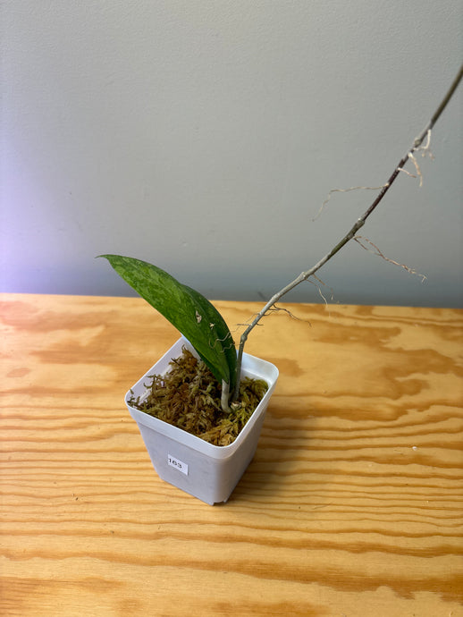 163. Hoya Blessing