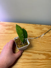 Load image into Gallery viewer, 163. Hoya Blessing