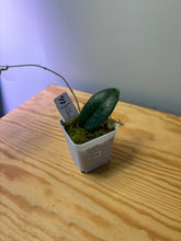 Load image into Gallery viewer, 164. Hoya Forbesii Splash