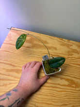Load image into Gallery viewer, 164. Hoya Forbesii Splash