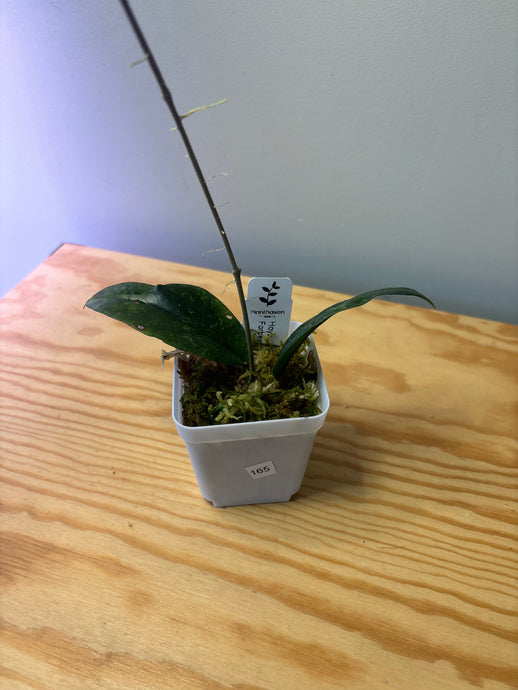 165. Hoya Forbesii Splash