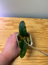 Load image into Gallery viewer, 165. Hoya Forbesii Splash