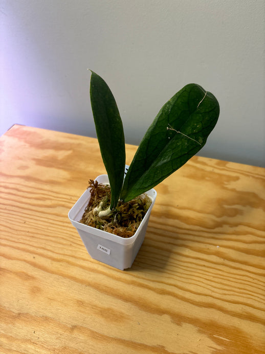 166. Hoya Forbesii