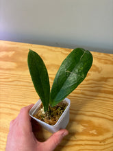 Load image into Gallery viewer, 166. Hoya Forbesii