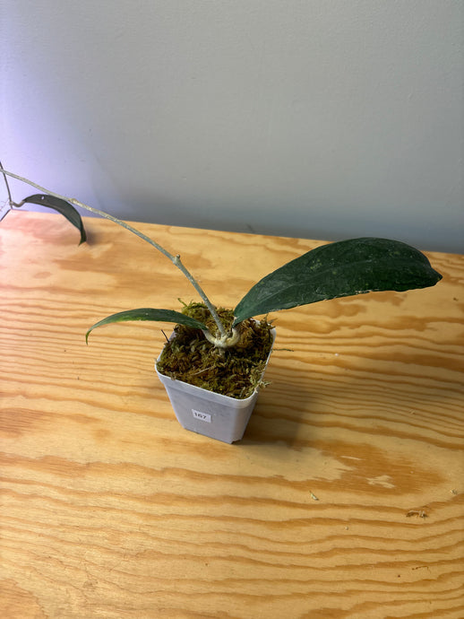 167. Hoya Forbesii Splash