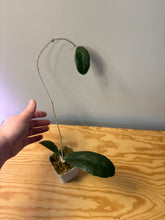 Load image into Gallery viewer, 167. Hoya Forbesii Splash