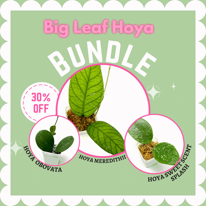 Big Leaf Hoya Bundle