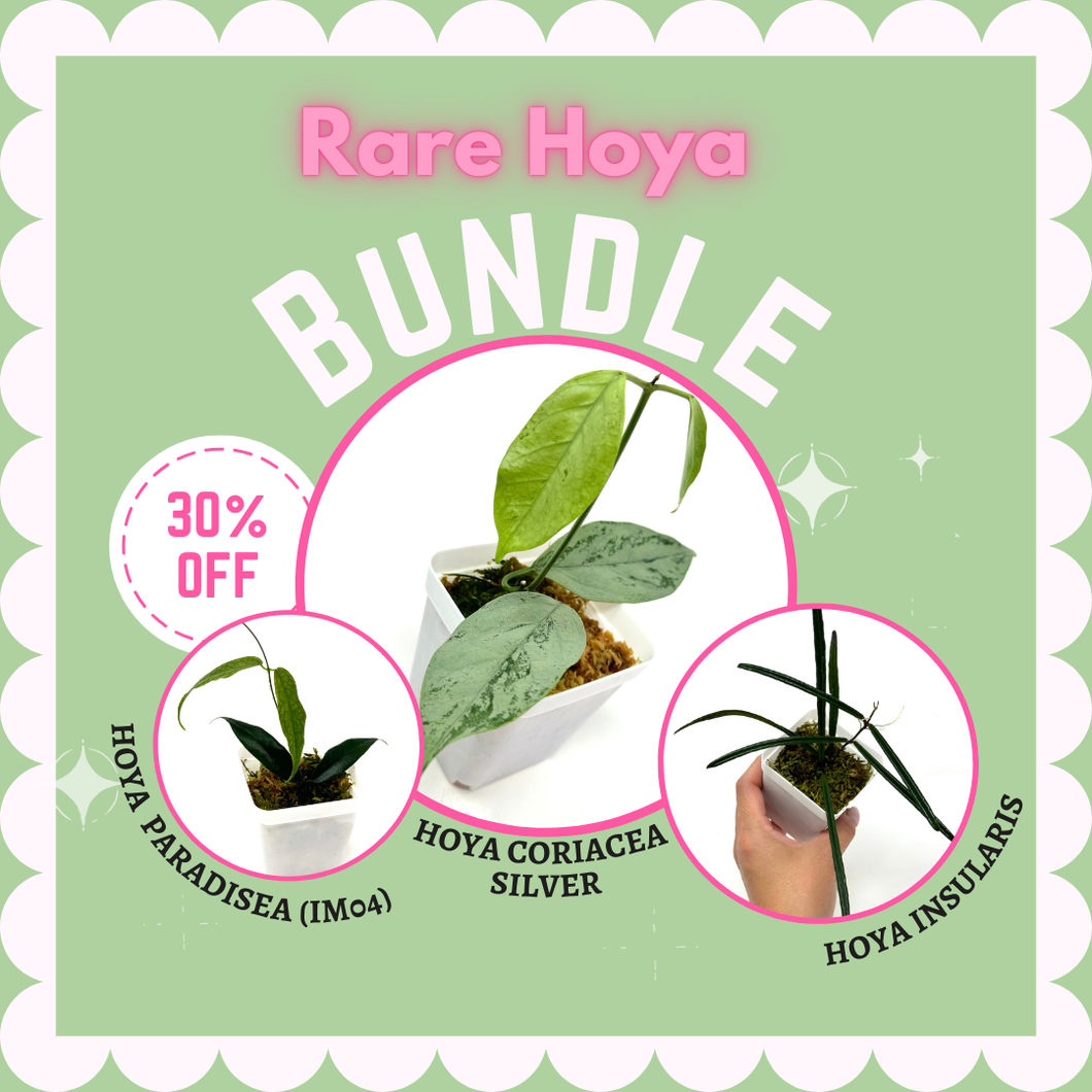 Rare Hoya Bundle