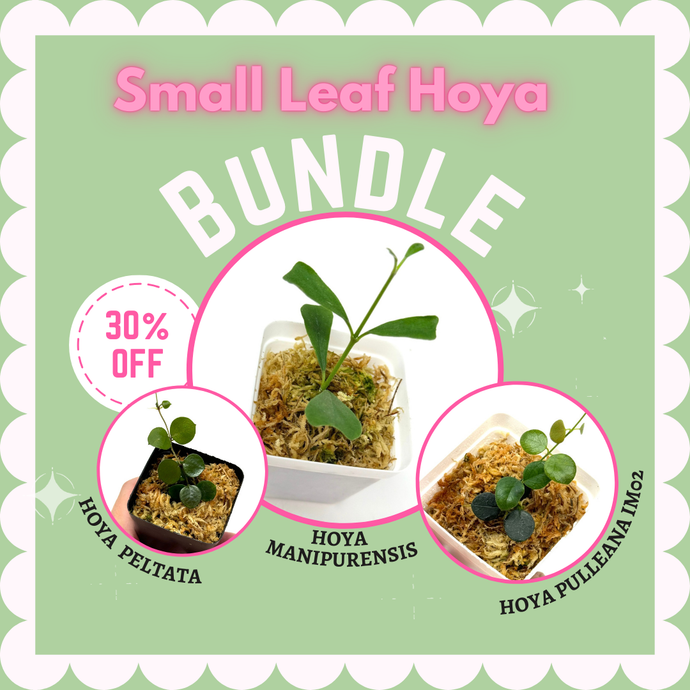 Small Leaf Hoya Bundle