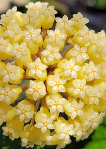 Hoya Vitellinoides