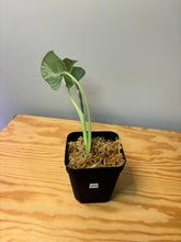 Load image into Gallery viewer, 273. Alocasia Macrorrhiza Variegated