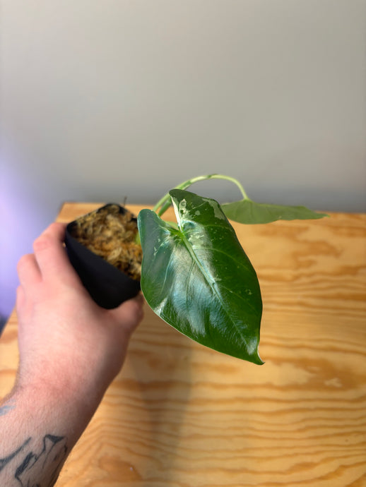 273. Alocasia Macrorrhiza Variegated