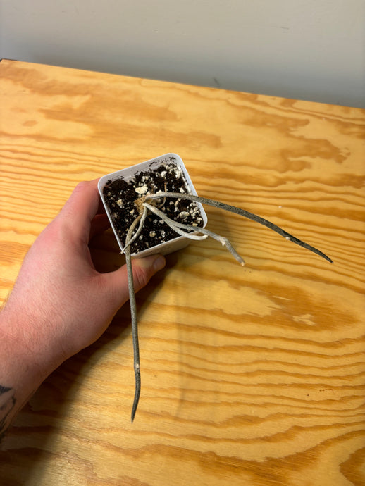 275. Astrophytum Caput-Medusae (Ships within Canada only)
