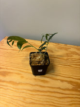 Load image into Gallery viewer, 276. Hoya Phyllura