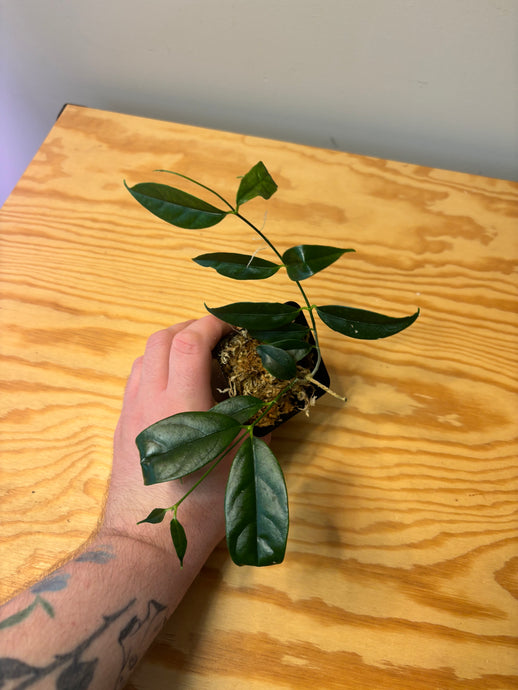 276. Hoya Phyllura