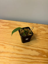 Load image into Gallery viewer, 278. Monstera Esqueleto (juvenile)