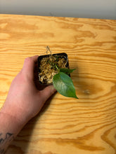 Load image into Gallery viewer, 278. Monstera Esqueleto (juvenile)