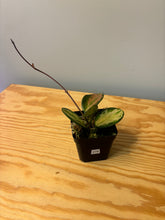 Load image into Gallery viewer, 279. Hoya Australis Lisa