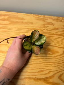 279. Hoya Australis Lisa