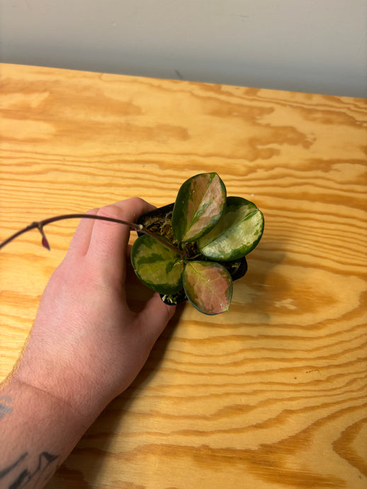 279. Hoya Australis Lisa