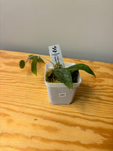 Load image into Gallery viewer, 280. Hoya Verticillata Splash