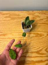 Load image into Gallery viewer, 280. Hoya Verticillata Splash