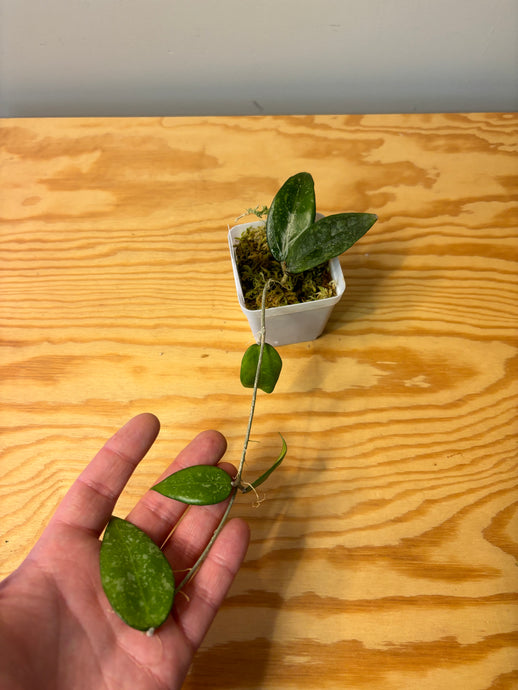 280. Hoya Verticillata Splash