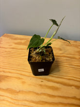 Load image into Gallery viewer, 282. Philodendron Verrucosum