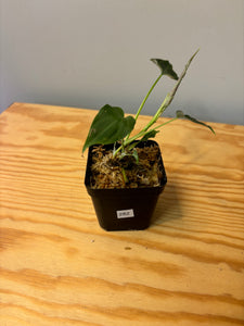 282. Philodendron Verrucosum
