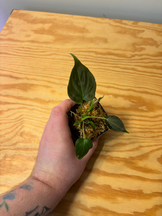 282. Philodendron Verrucosum