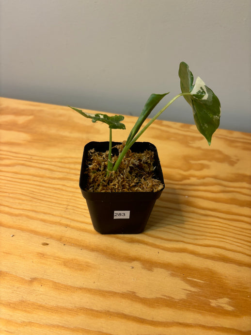 283. Alocasia Maccrorhiza Variegated