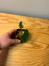Load image into Gallery viewer, 283. Alocasia Maccrorhiza Variegated