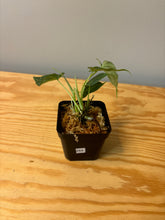 Load image into Gallery viewer, 284. Philodendron Verrucosum