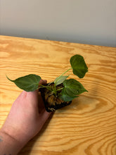 Load image into Gallery viewer, 284. Philodendron Verrucosum