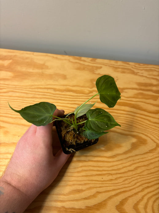 284. Philodendron Verrucosum