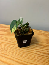 Load image into Gallery viewer, 281. Scindapsus Jade Satin Variegated