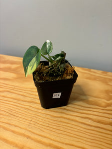 281. Scindapsus Jade Satin Variegated