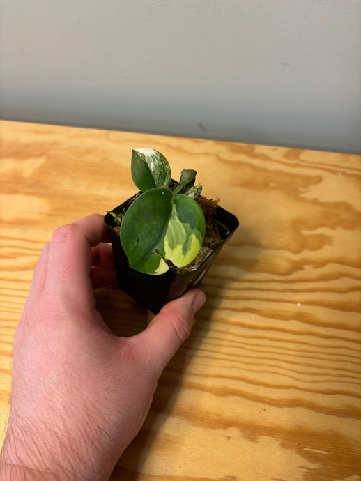 281. Scindapsus Jade Satin Variegated