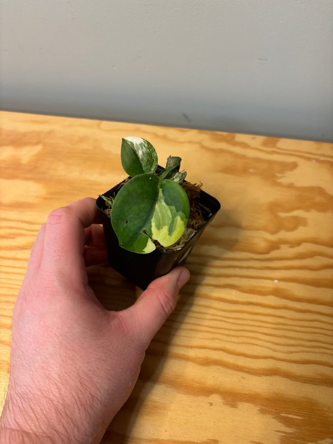 281. Scindapsus Jade Satin Variegated