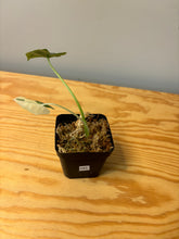 Load image into Gallery viewer, 285. Alocasia Maccrorhiza Variegated