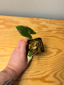 285. Alocasia Maccrorhiza Variegated