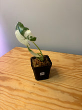 Load image into Gallery viewer, 286. Alocasia Macrorrhiza Variegated