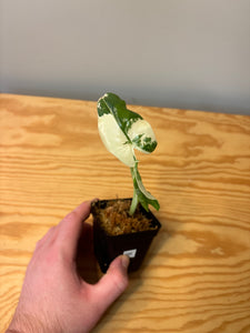 286. Alocasia Macrorrhiza Variegated