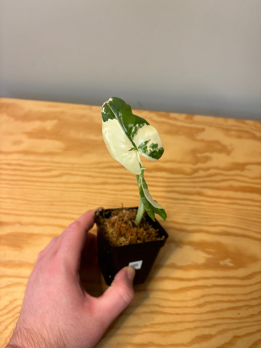 286. Alocasia Macrorrhiza Variegated